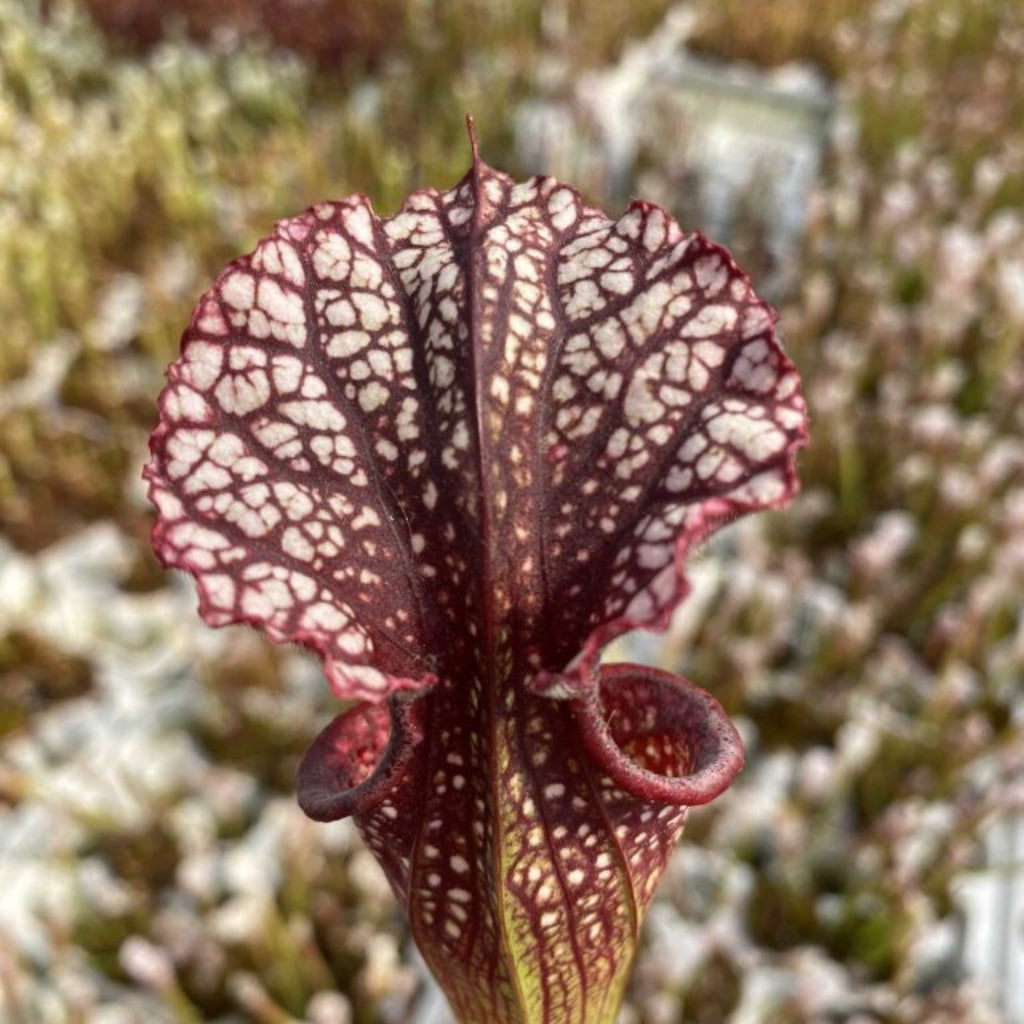 Trumpet Pitcher, Sarracenia “Red Sumatra” H45 MK x “Hybrid 01” #1 by Sarracenia