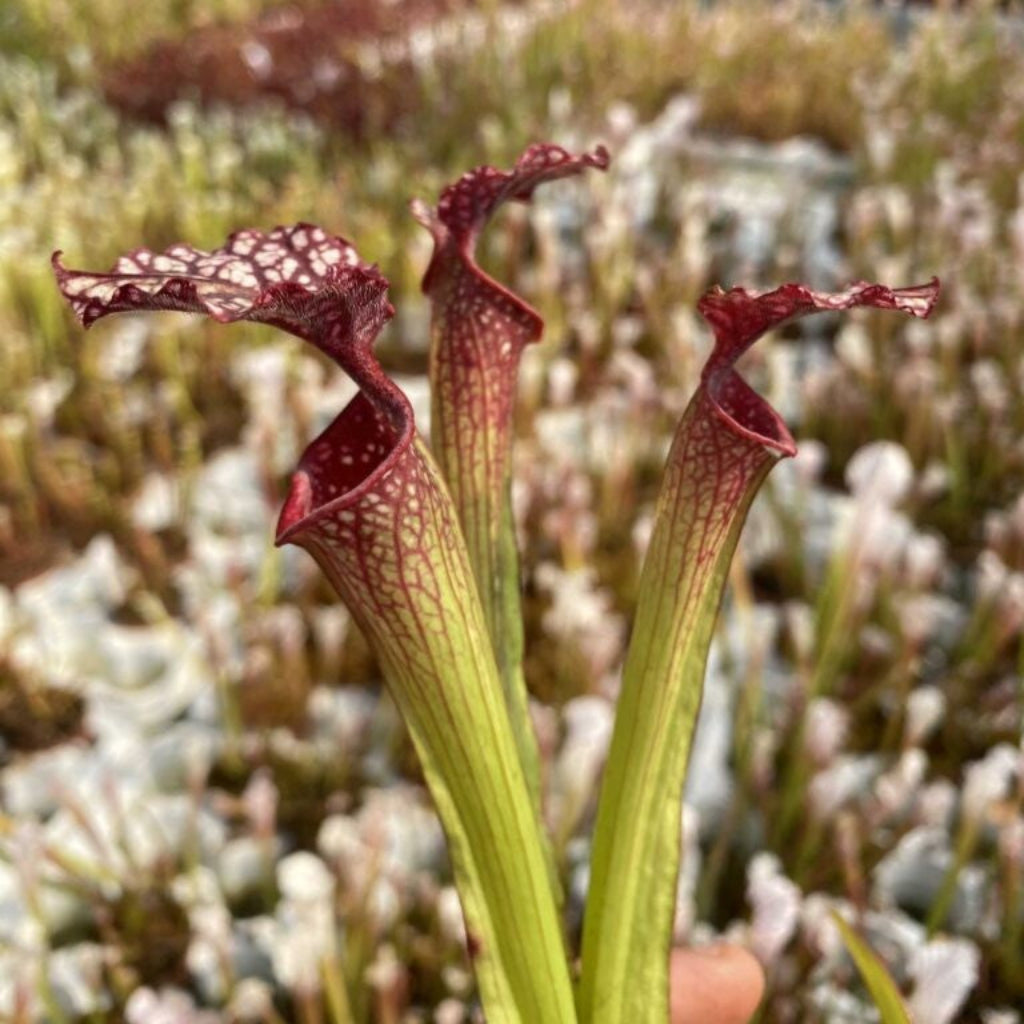 Trumpet Pitcher, Sarracenia “Red Sumatra” H45 MK x “Hybrid 01” #1 by Sarracenia