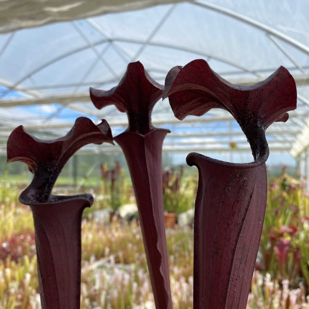 Trumpet Pitcher, Sarracenia flava var. atropurpurea F131D M. Srba x moorei “All Red Giant” #19 by Sarracenia