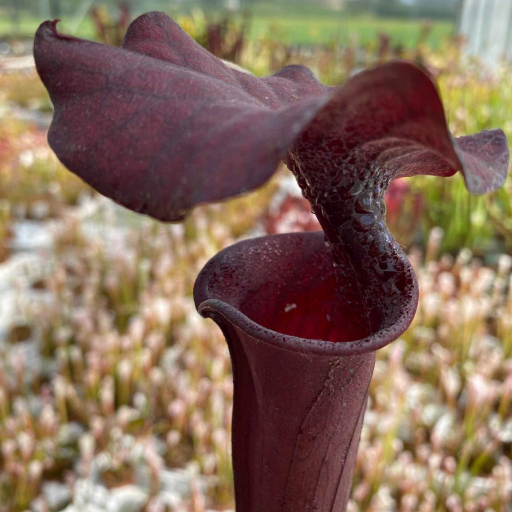 Trumpet Pitcher, Sarracenia flava var. atropurpurea F131D M. Srba x moorei “All Red Giant” #19 by Sarracenia