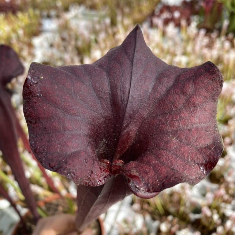 Trumpet Pitcher, Sarracenia flava var. atropurpurea F131D M. Srba x moorei “All Red Giant” #19 by Sarracenia