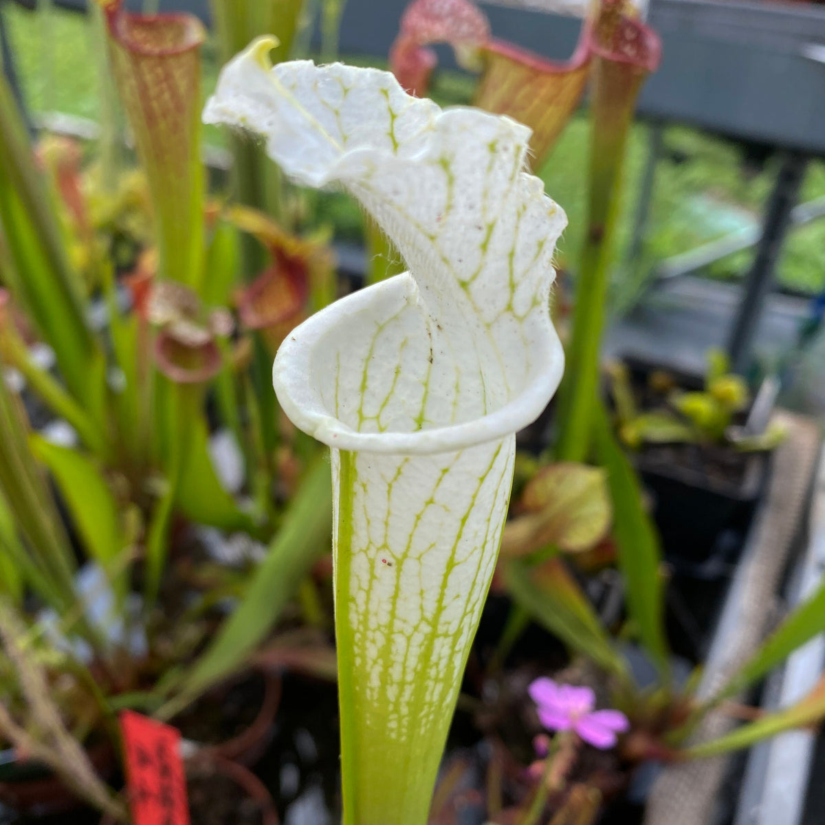 Trumpet Pitcher, Sarracenia 'Alba DFL08.' Special Import. by Sarracenia