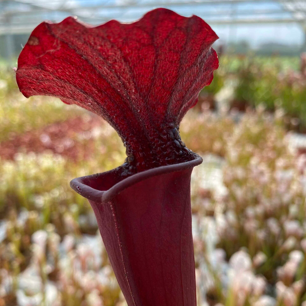 Trumpet Pitcher, Sarracenia moorei ‘Brooks Hybrid’ Orange Clone H42 MK x moorei ‘Wilkerson’s White Knight’ #1 - - Carnivorous Plant