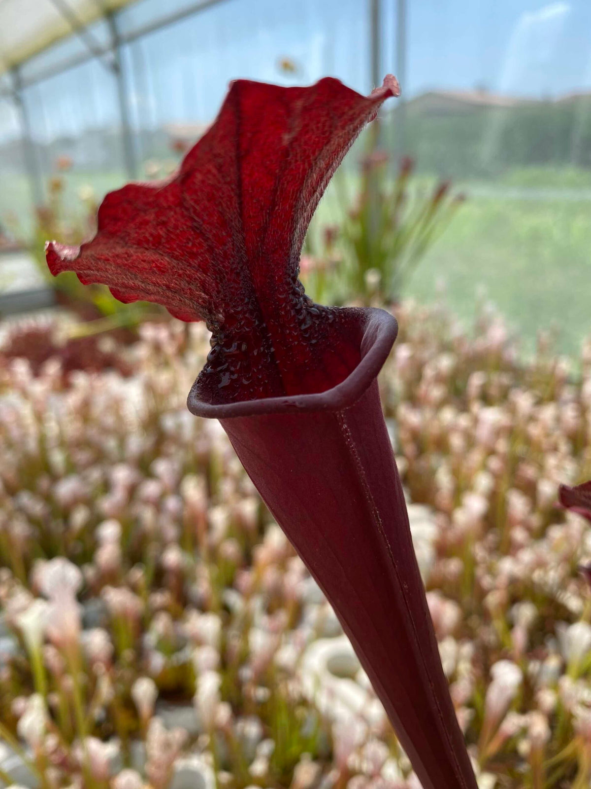 Trumpet Pitcher, Sarracenia moorei ‘Brooks Hybrid’ Orange Clone H42 MK x moorei ‘Wilkerson’s White Knight’ #1 - - Carnivorous Plant