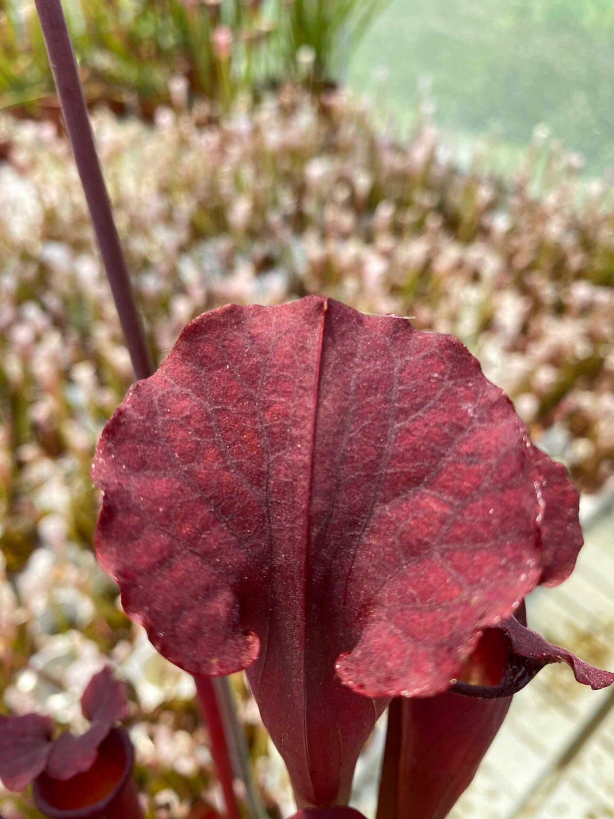 Trumpet Pitcher, Sarracenia moorei ‘Brooks Hybrid’ Orange Clone H42 MK x moorei ‘Wilkerson’s White Knight’ #1 - - Carnivorous Plant
