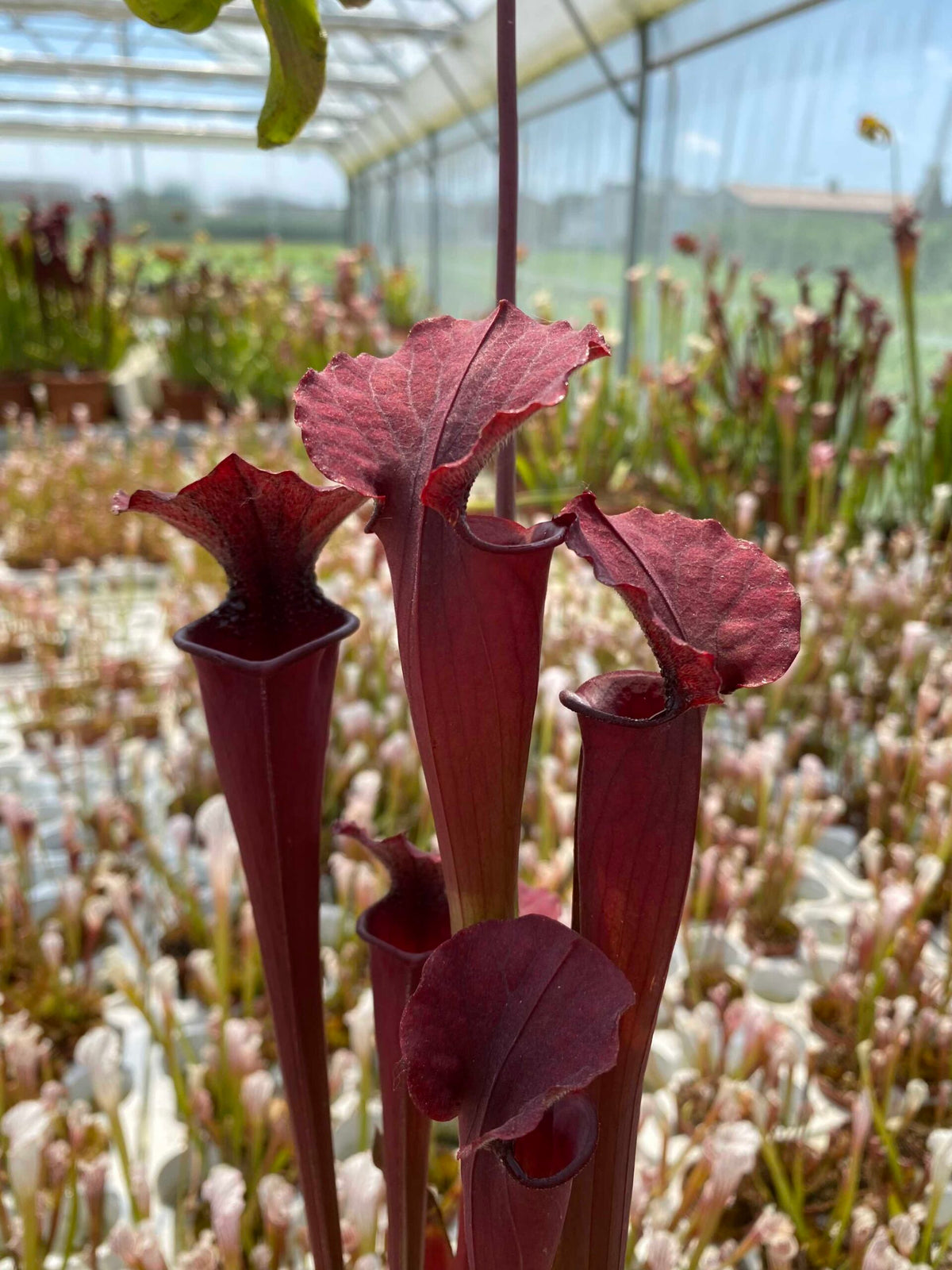 Trumpet Pitcher, Sarracenia moorei ‘Brooks Hybrid’ Orange Clone H42 MK x moorei ‘Wilkerson’s White Knight’ #1 - - Carnivorous Plant