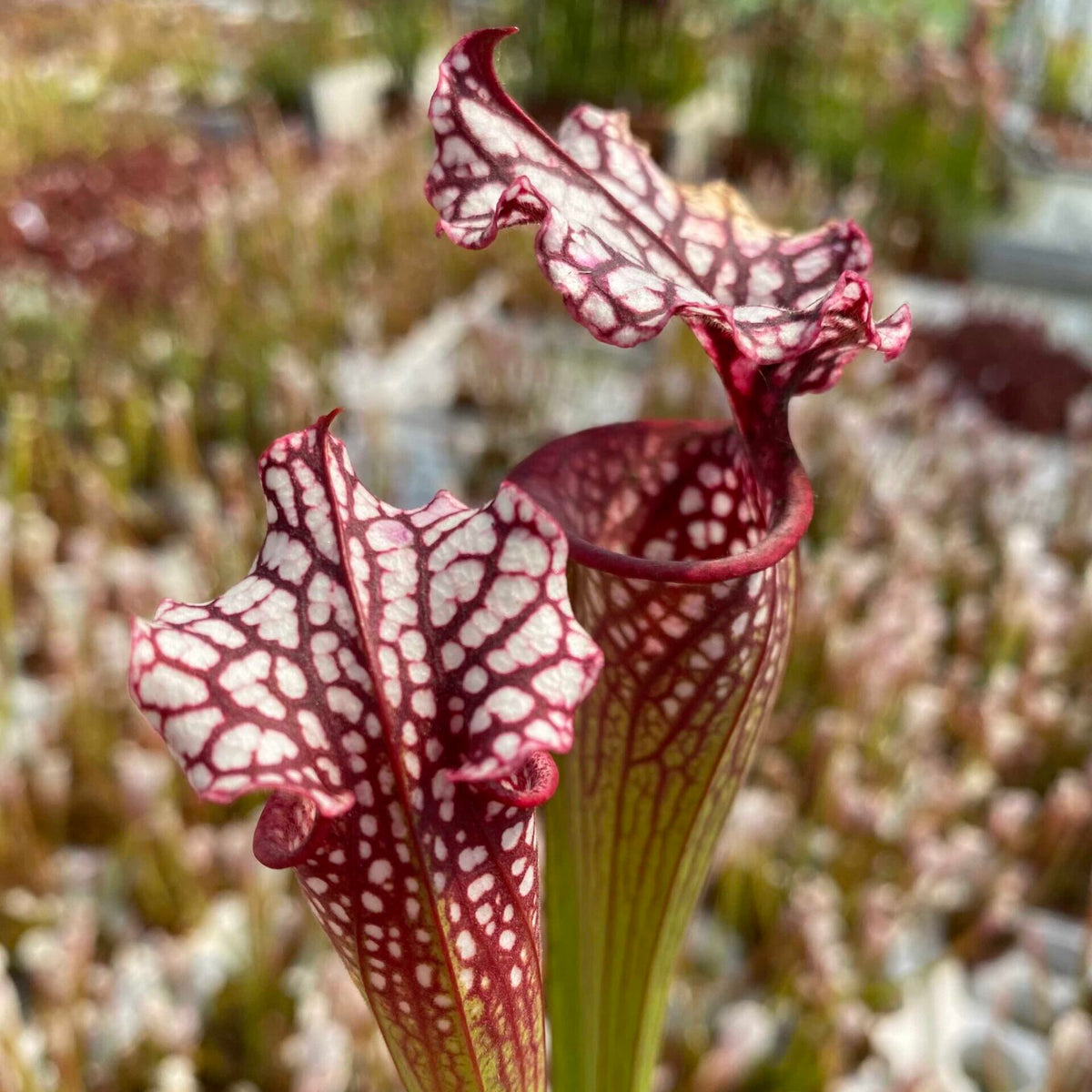 Trumpet Pitcher, Sarracenia 'Squarepusher.' Special Import.