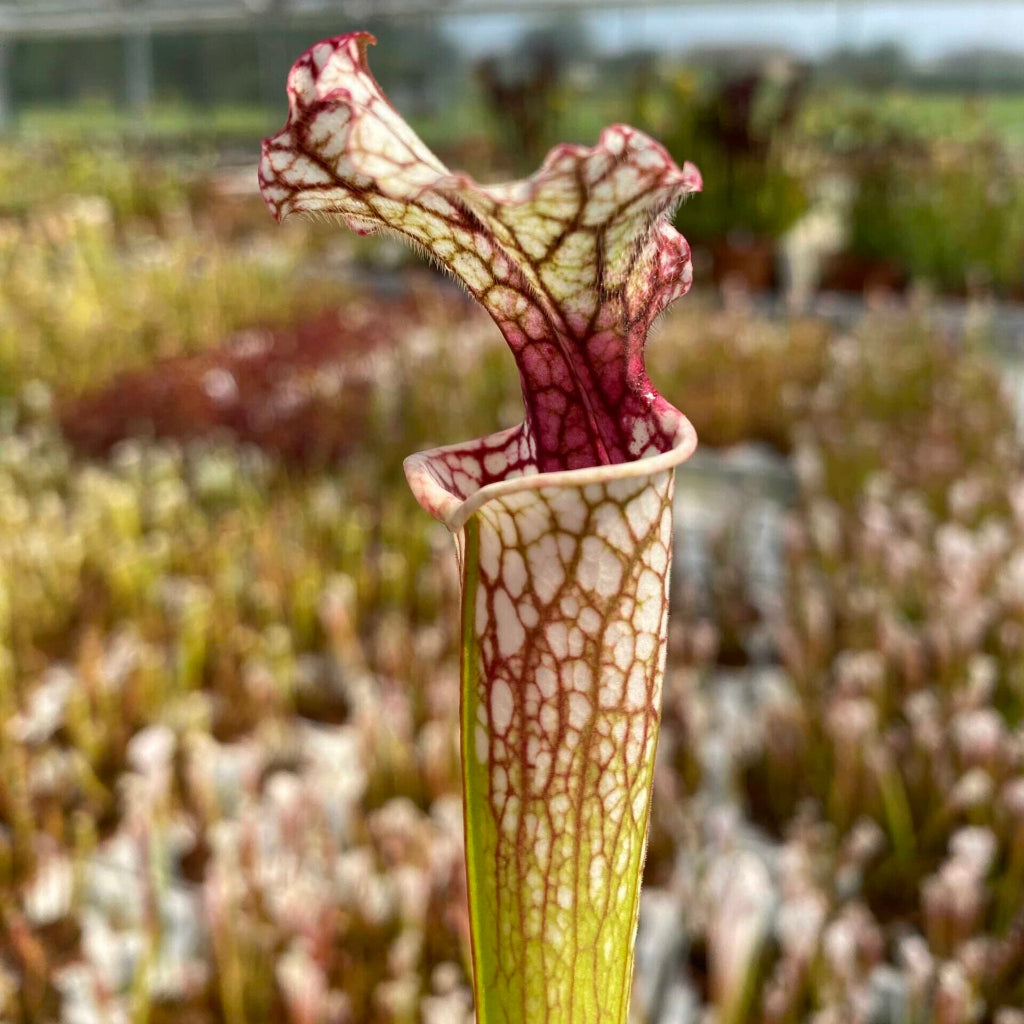Trumpet Pitcher, Sarracenia moorei ‘Timothy king’ H225 MK x moorei [Conecuh, Covington Co] SXM54 AC #3 by Sarracenia