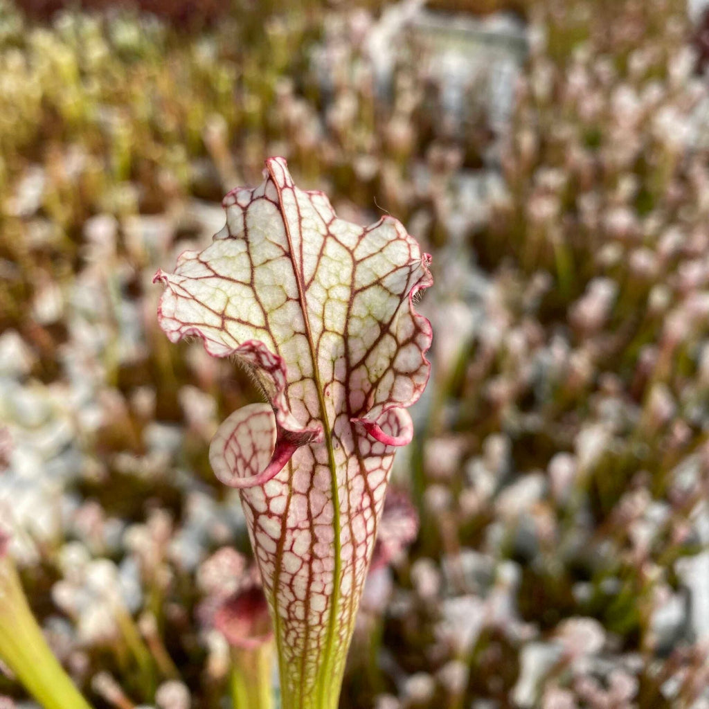 Trumpet Pitcher, Sarracenia moorei ‘Timothy king’ H225 MK x moorei [Conecuh, Covington Co] SXM54 AC #3 by Sarracenia