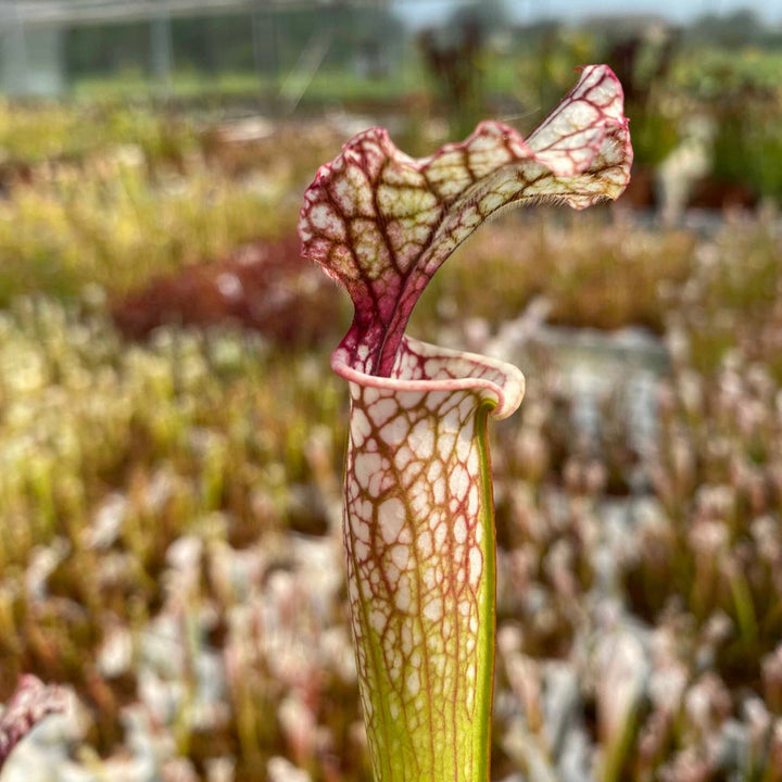 Trumpet Pitcher, Sarracenia moorei ‘Timothy king’ H225 MK x moorei [Conecuh, Covington Co] SXM54 AC #3 by Sarracenia