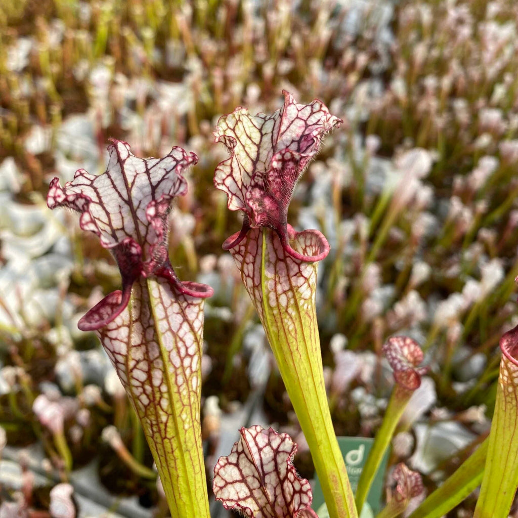 Trumpet Pitcher, Sarracenia moorei ‘Timothy king’ H225 MK x moorei [Conecuh, Covington Co] SXM54 AC #3 by Sarracenia