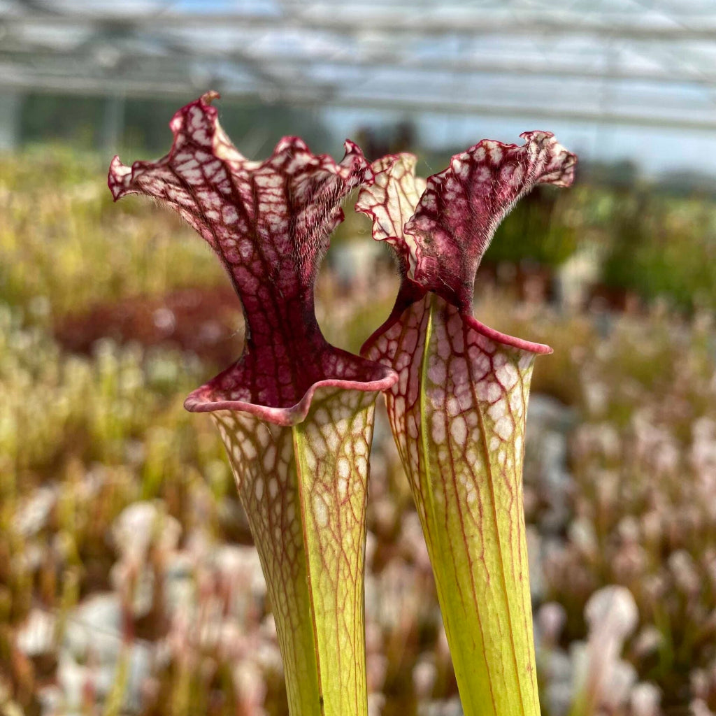 Trumpet Pitcher, Sarracenia moorei ‘Timothy king’ H225 MK x moorei [Conecuh, Covington Co] SXM54 AC #3 by Sarracenia