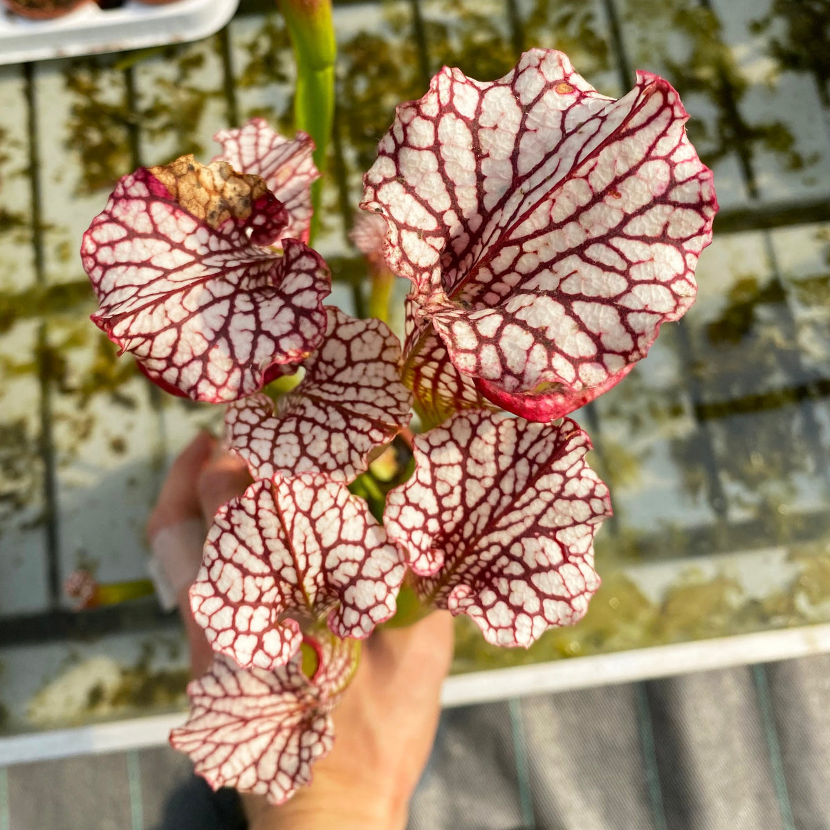 Trumpet Pitcher, Sarracenia 'Squarepusher.' Special Import.