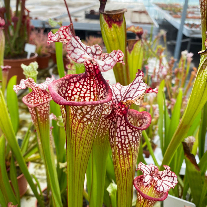 Trumpet Pitcher, Sarracenia 'Squarepusher.' Special Import.