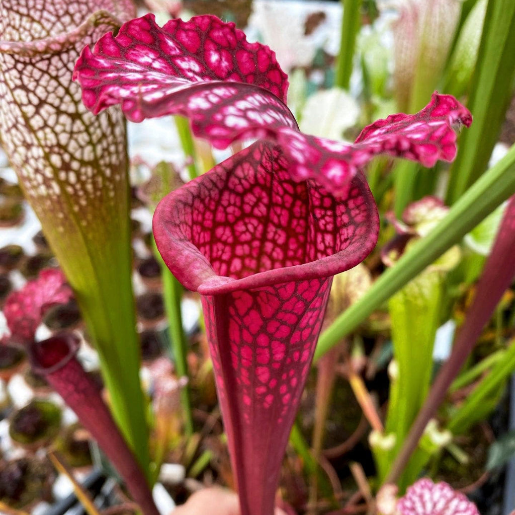 Trumpet Pitcher, Sarracenia 'Uniposka.' Special Import.