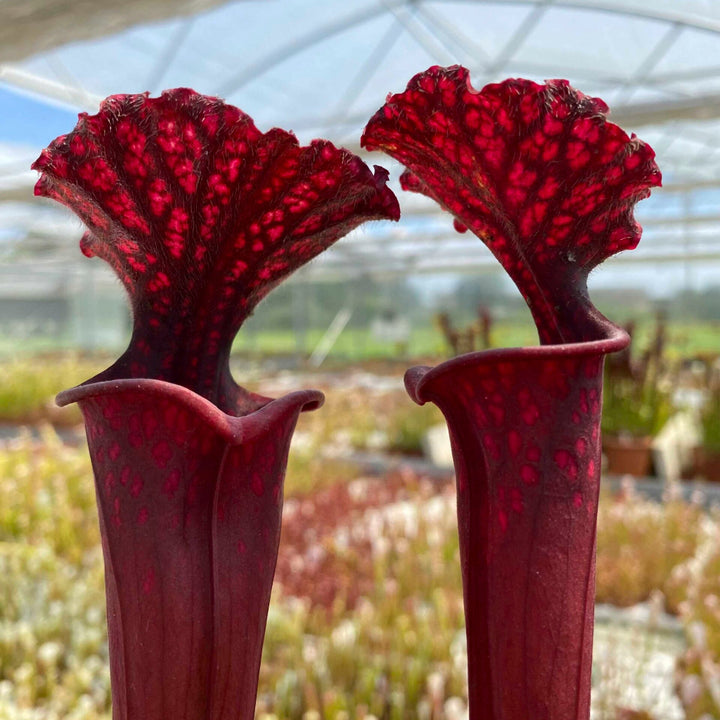 Trumpet Pitcher, Sarracenia 'Uniposka.' Special Import.
