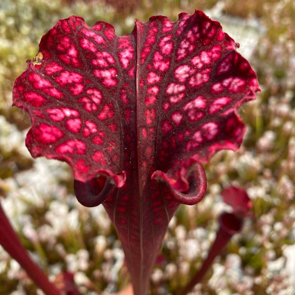 Trumpet Pitcher, Sarracenia 'Uniposka.' Special Import.