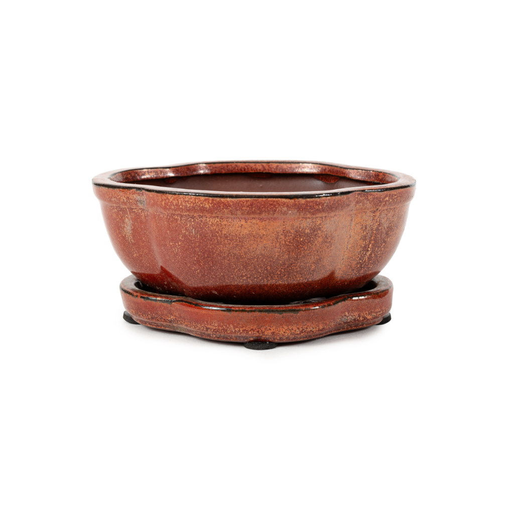 Assorted Glazed Bonsai Pots with Afixed Saucer, 6" - Maroon Floriated with afixed saucer, with mesh and wire, 15 x 12 x 7cm - Pots