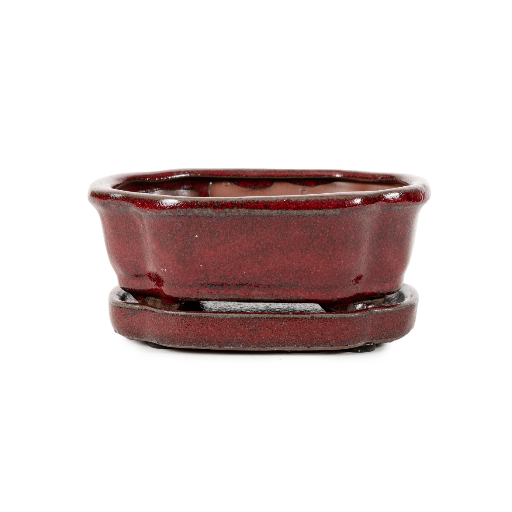 Assorted Glazed Bonsai Pots with Saucer, 6" by Pecenppot