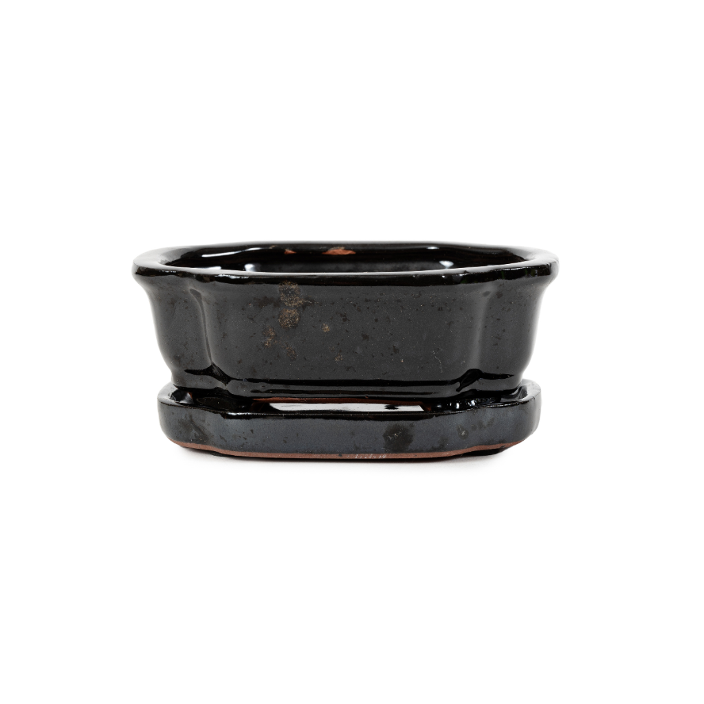 Assorted Glazed Bonsai Pots with Saucer, 6" by Pecenppot
