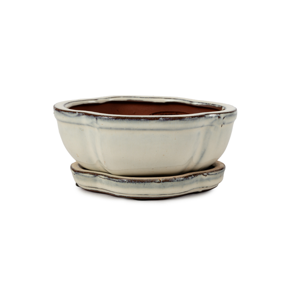 Assorted Glazed Bonsai Pots with Afixed Saucer, 6" - Ivory floriated with afixed saucer, with mesh and wire, 15 x 12 x 7cm - Pots