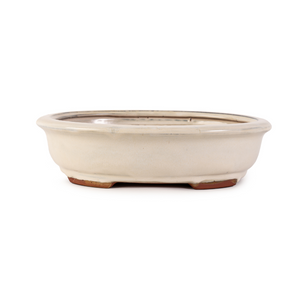 Assorted Glazed Bonsai Pots, 12" -  Ivory Oval with Lip, 31 x 25 x 8 - Pots