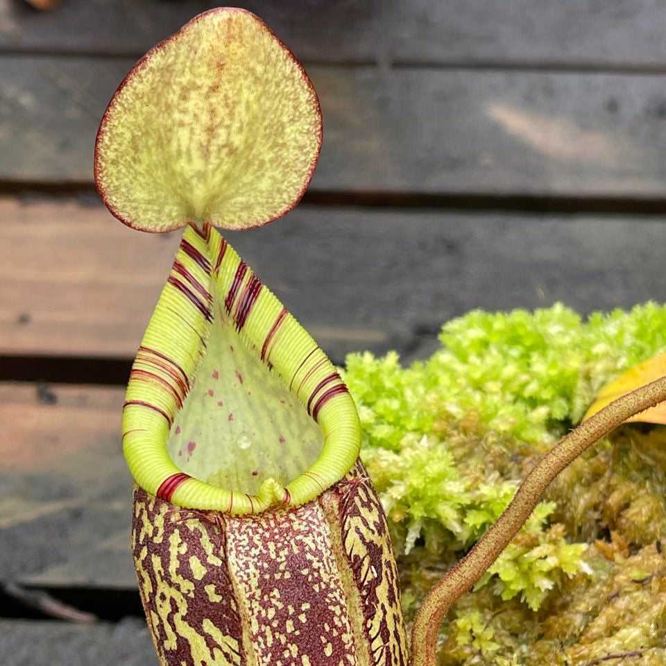 Tropical Pitcher, Nepenthes ' spectabilis,' BE-3322 by Nepenthes