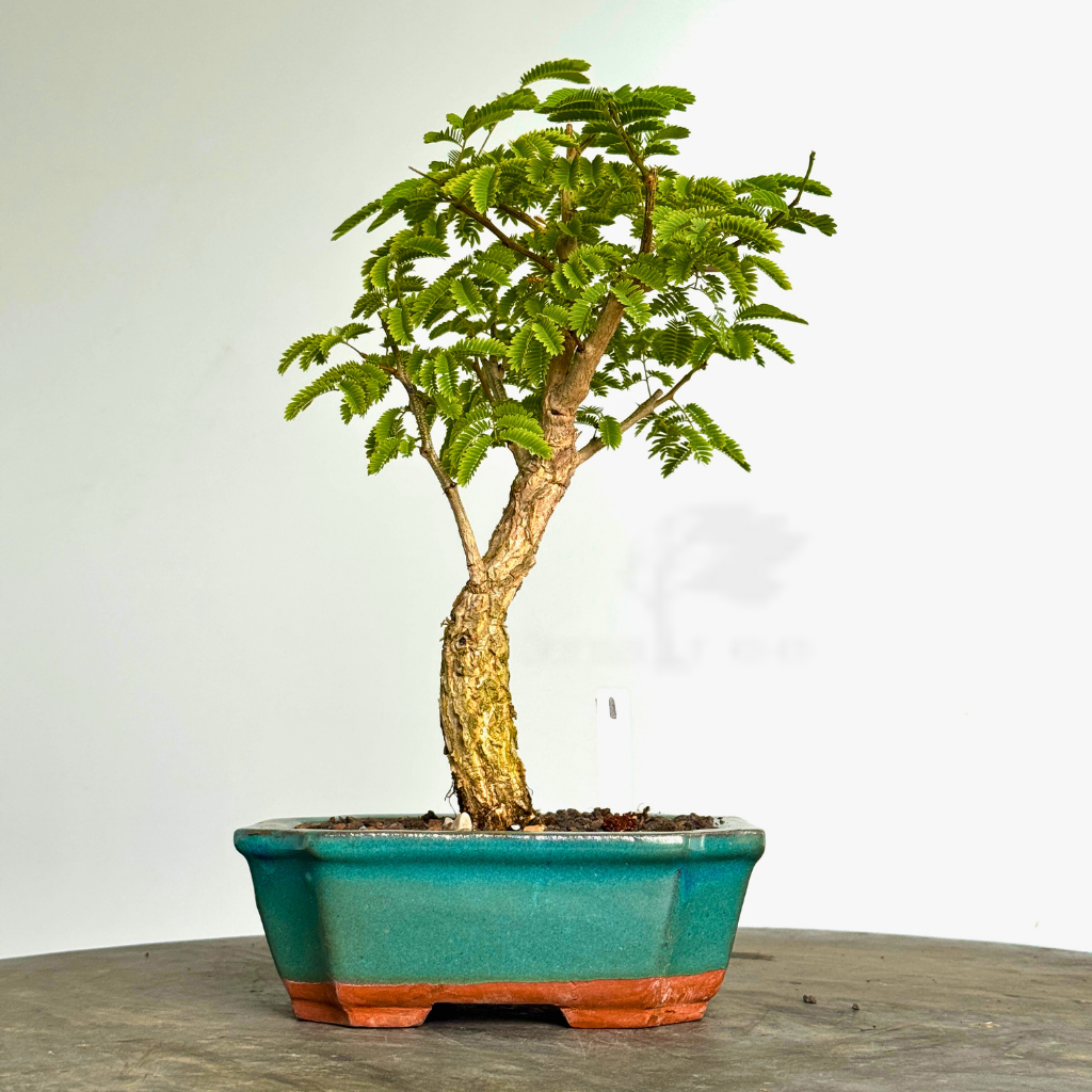 Acacia galpinii, Monkey Thorn