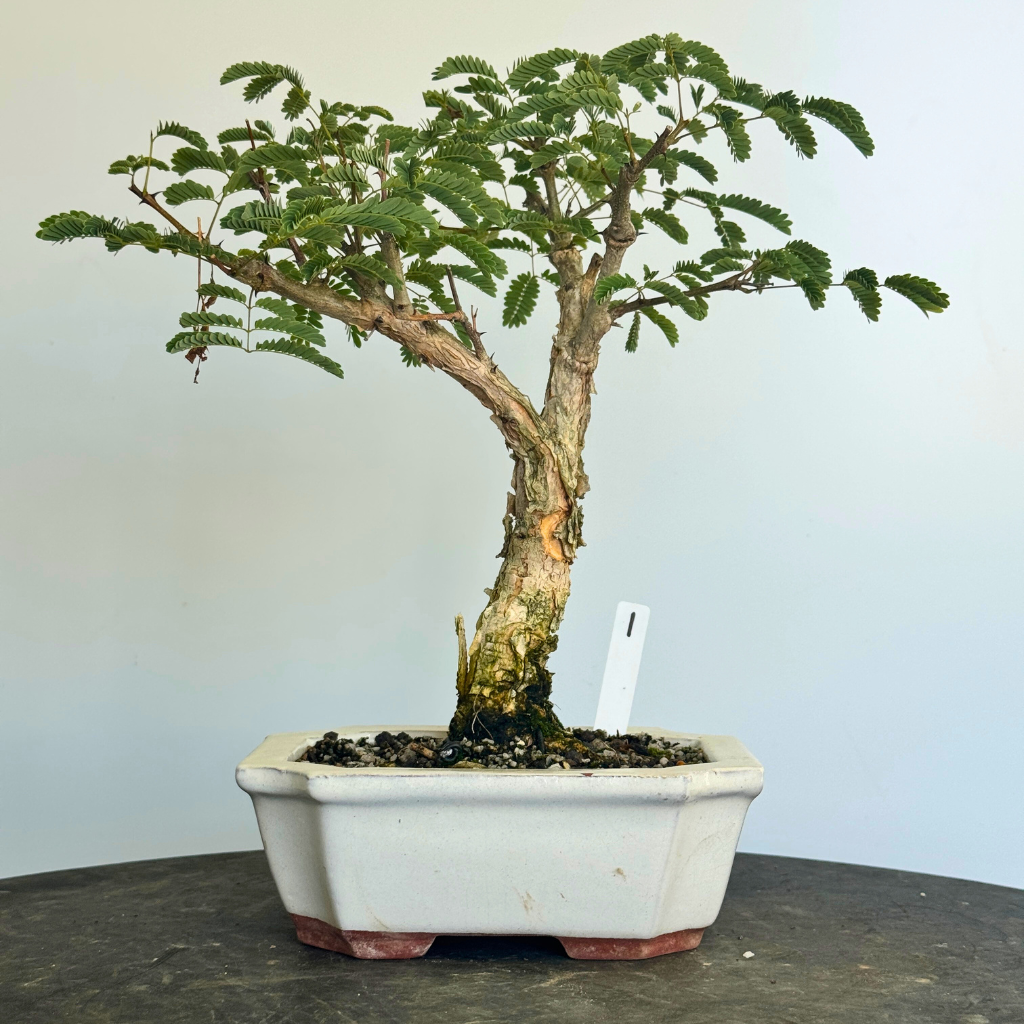 Acacia galpinii, Monkey Thorn