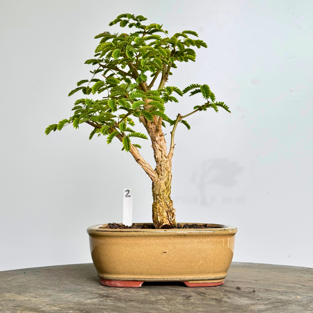 Acacia galpinii, Monkey Thorn