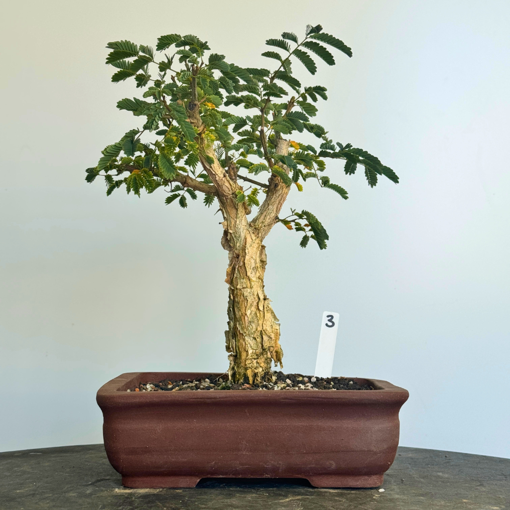 Acacia galpinii, Monkey Thorn