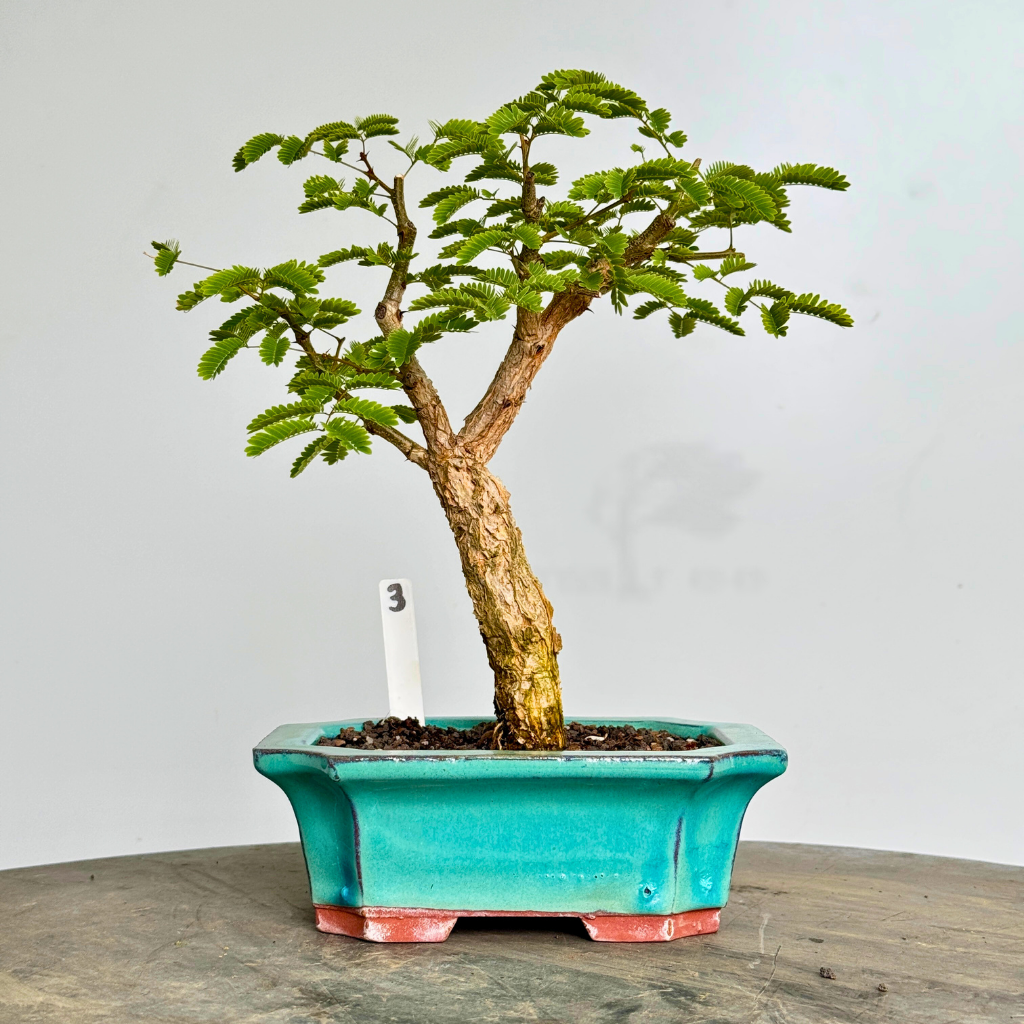 Acacia galpinii, Monkey Thorn