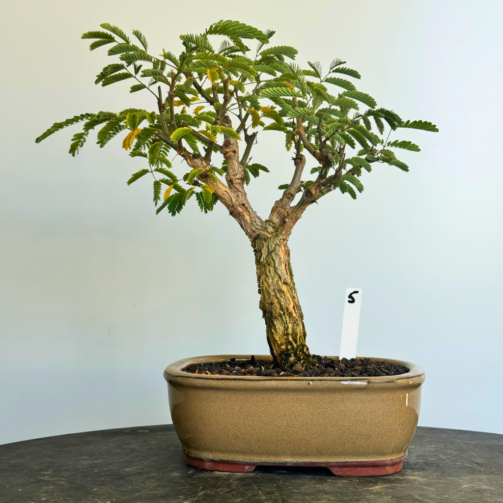 Acacia galpinii, Monkey Thorn