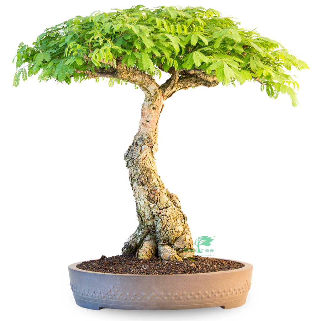 Acacia galpinii, Monkey Thorn by Bonsai Tree (Pty) Ltd.