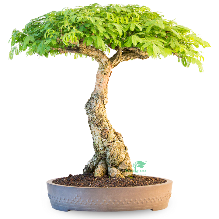 Acacia galpinii, Monkey Thorn by Bonsai Tree (Pty) Ltd.