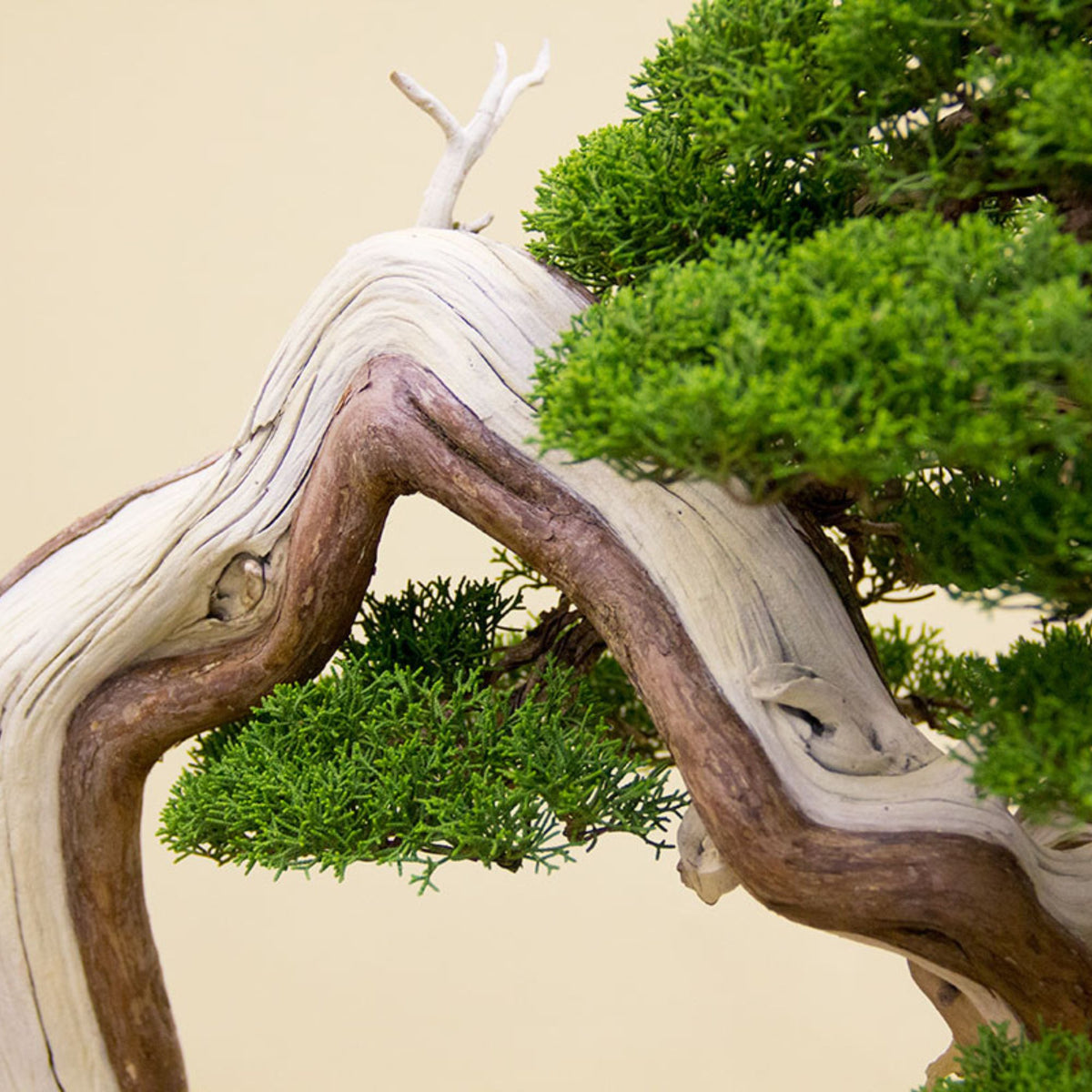 Bonsai Tree (Pty) Ltd.
