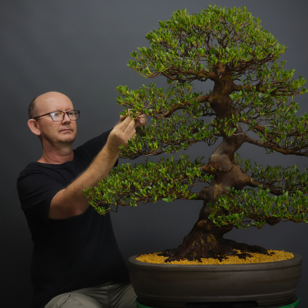 General Bonsai Class, Saturday 2nd May 2026, Cape Town.