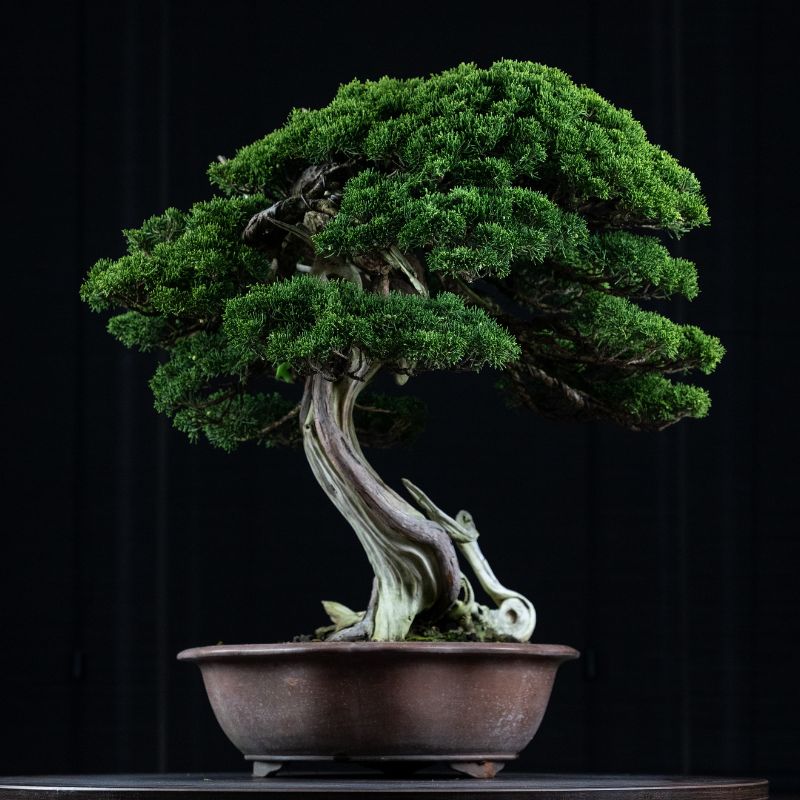 Bonsai Tree