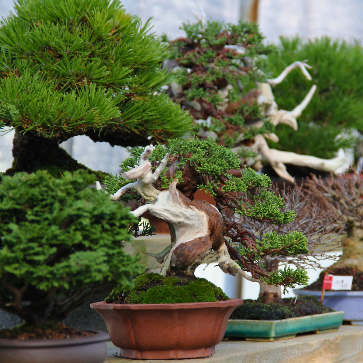 Bonsai Tree (Pty) Ltd.