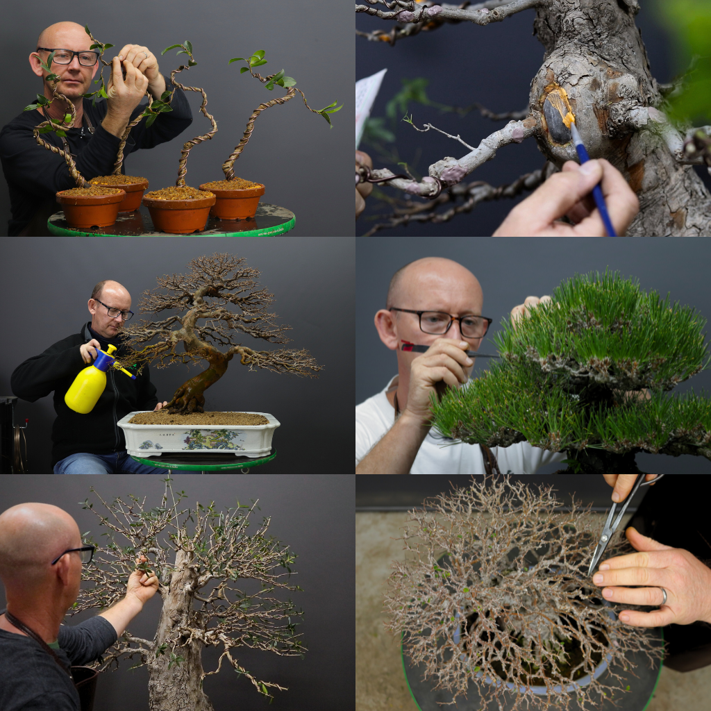Open Bonsai Class, 22nd July, Cape Town. Bonsai Tree (Pty) Ltd.