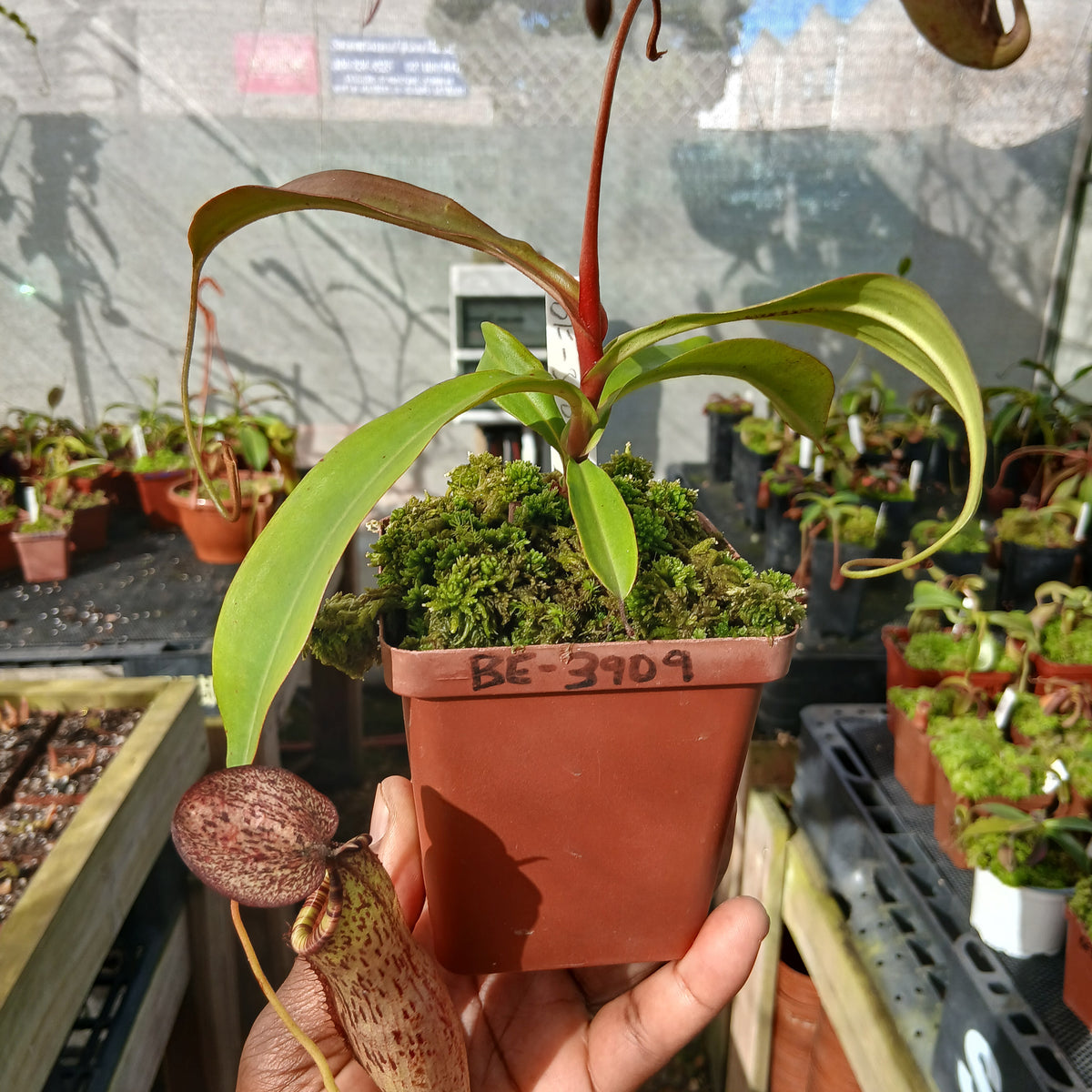 Tropical Pitcher, Nepenthes 'spectabilis x mirabilis var globosa', BE-3909