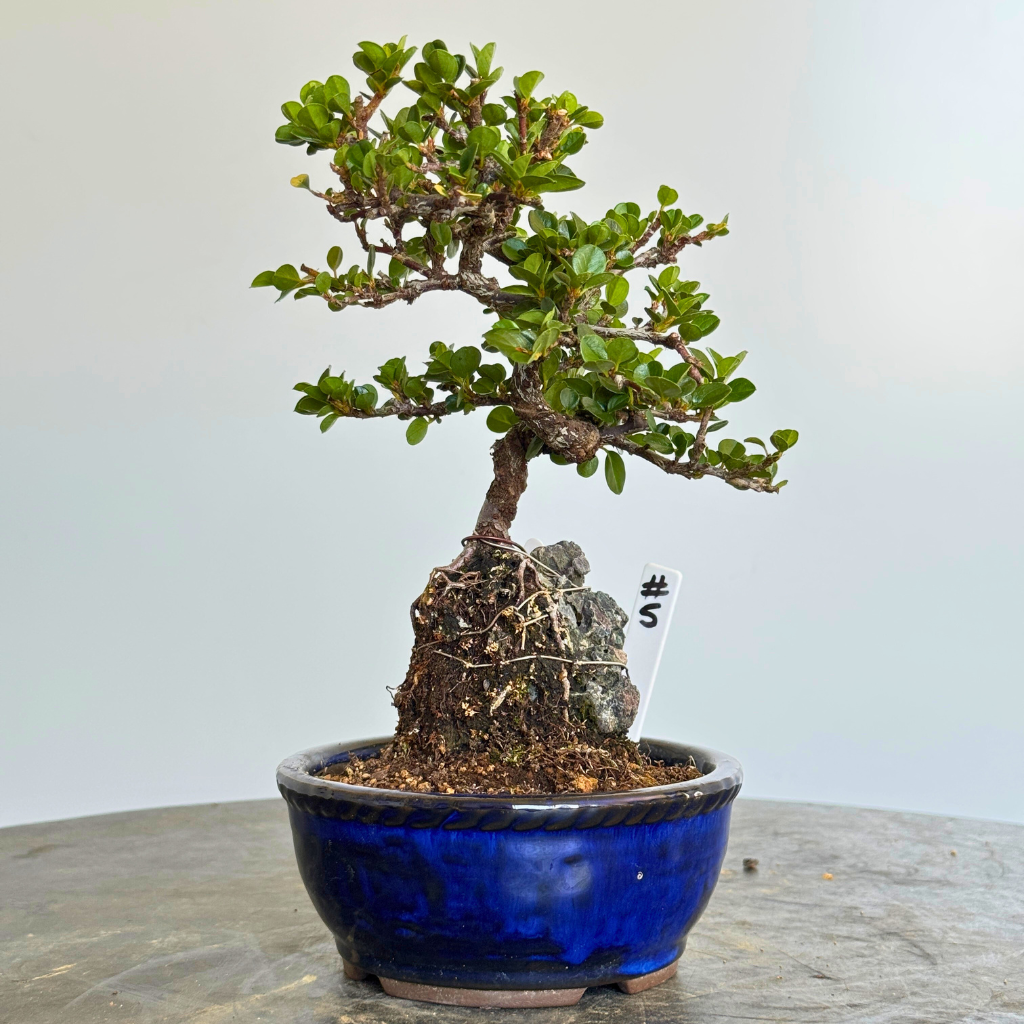 Japanese Import Auction Catalog, Summer 2025