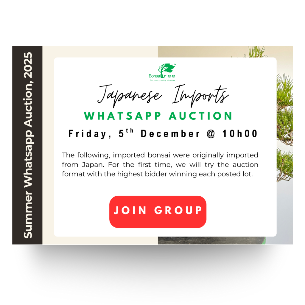 Japanese Import Auction Catalog, Summer 2025