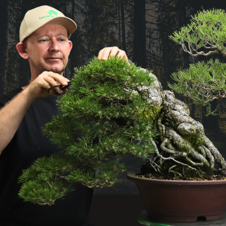 Pine Decandling and Needle Plucking Class, Saturday 28th November 2026, Cape Town. by Bonsai Tree Pty Ltd