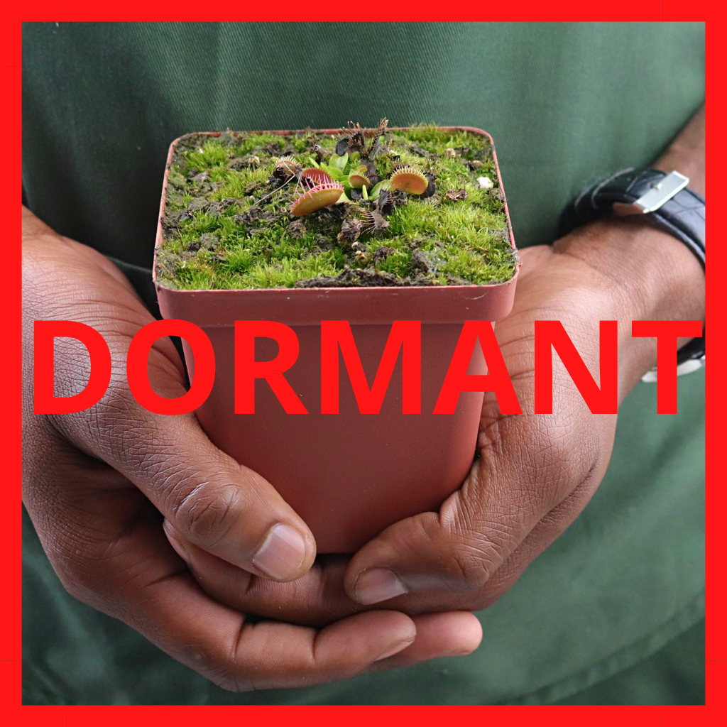 Fly Traps, Mixed Clones, 9cm pot - - Carnivorous Plant