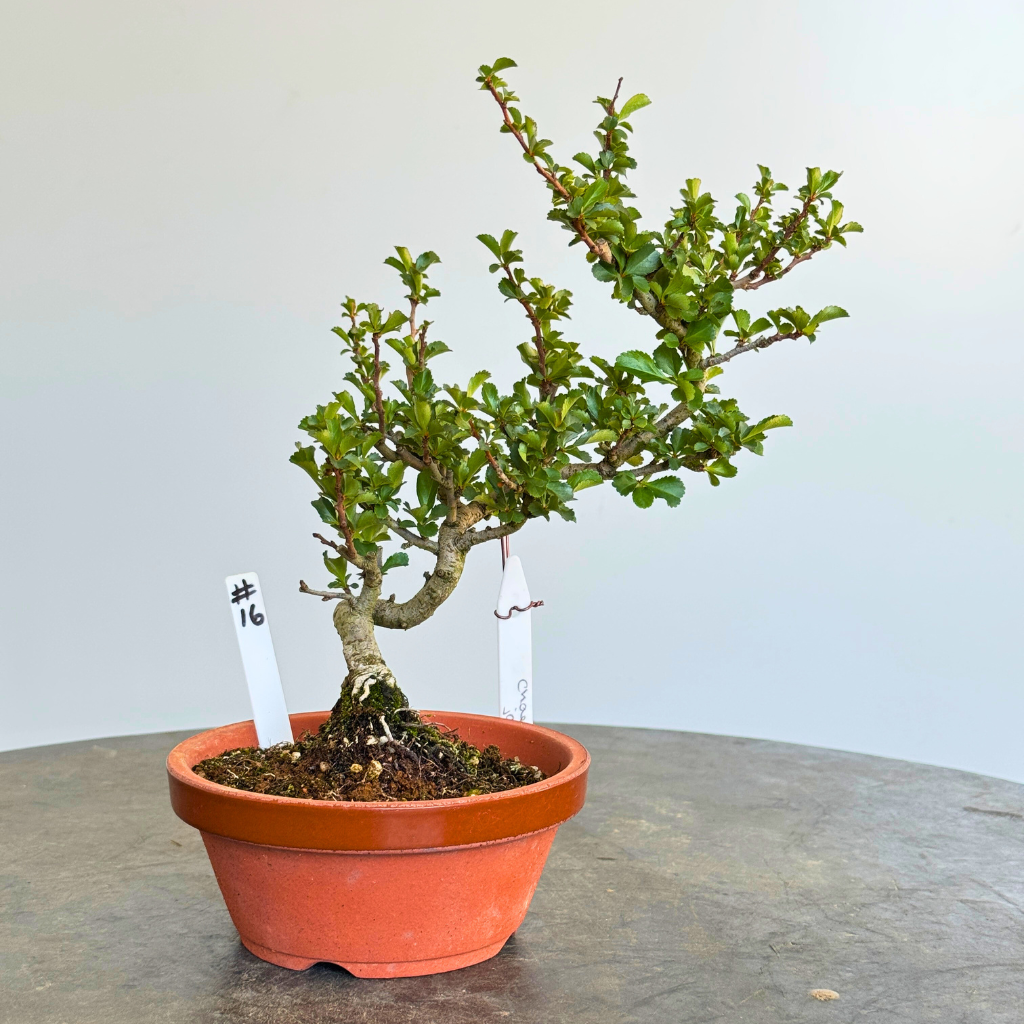 Japanese Import Auction Catalog, Summer 2025