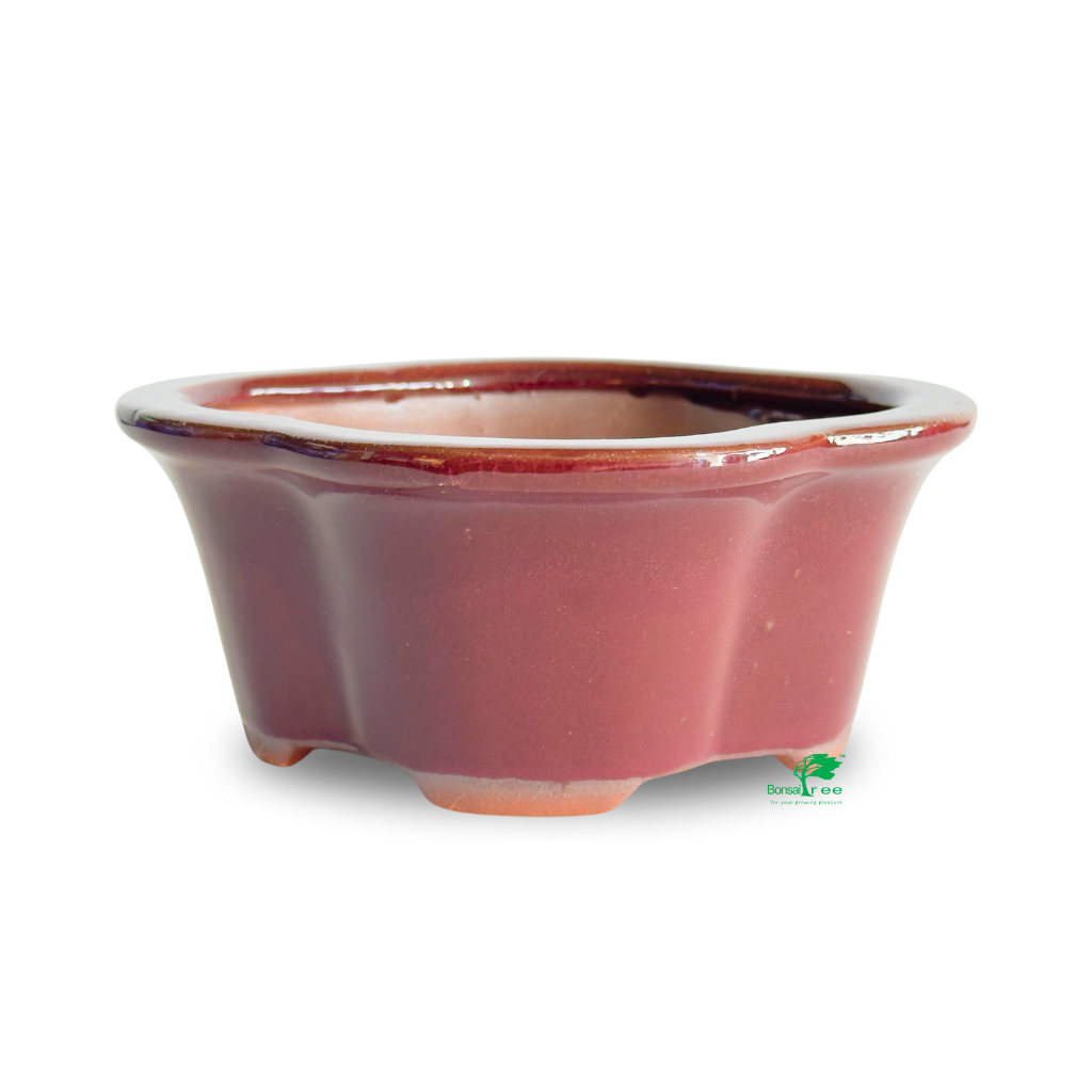Assorted Glazed Bonsai Pots, 5" - Maroon-Deep Red Floriated, 13 x 11 x 5.5cm - Pots