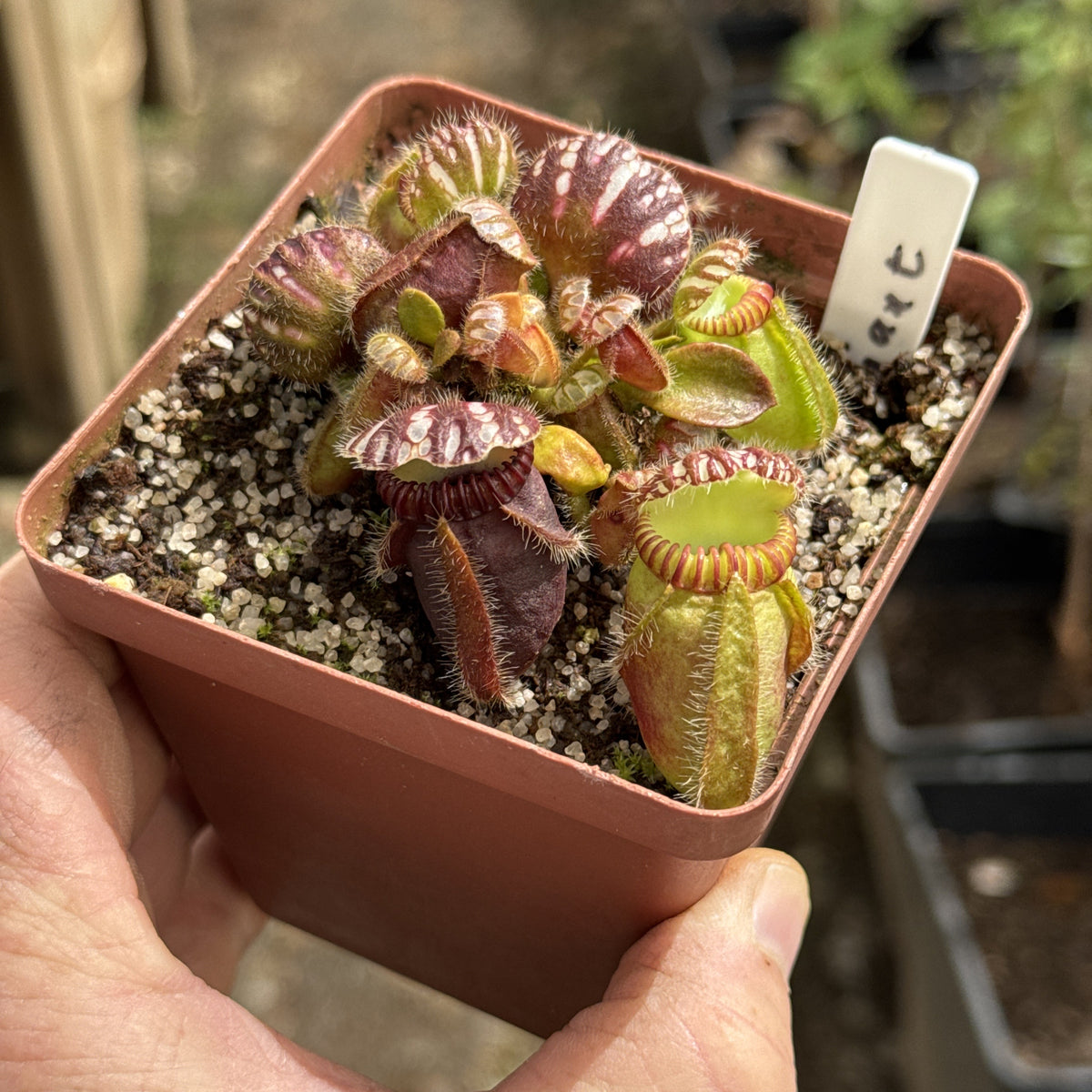 Cephalotus, Albany Pitcher Plant - 'Diflora Giant' in 9cm plastic container - Carnivorous Plant