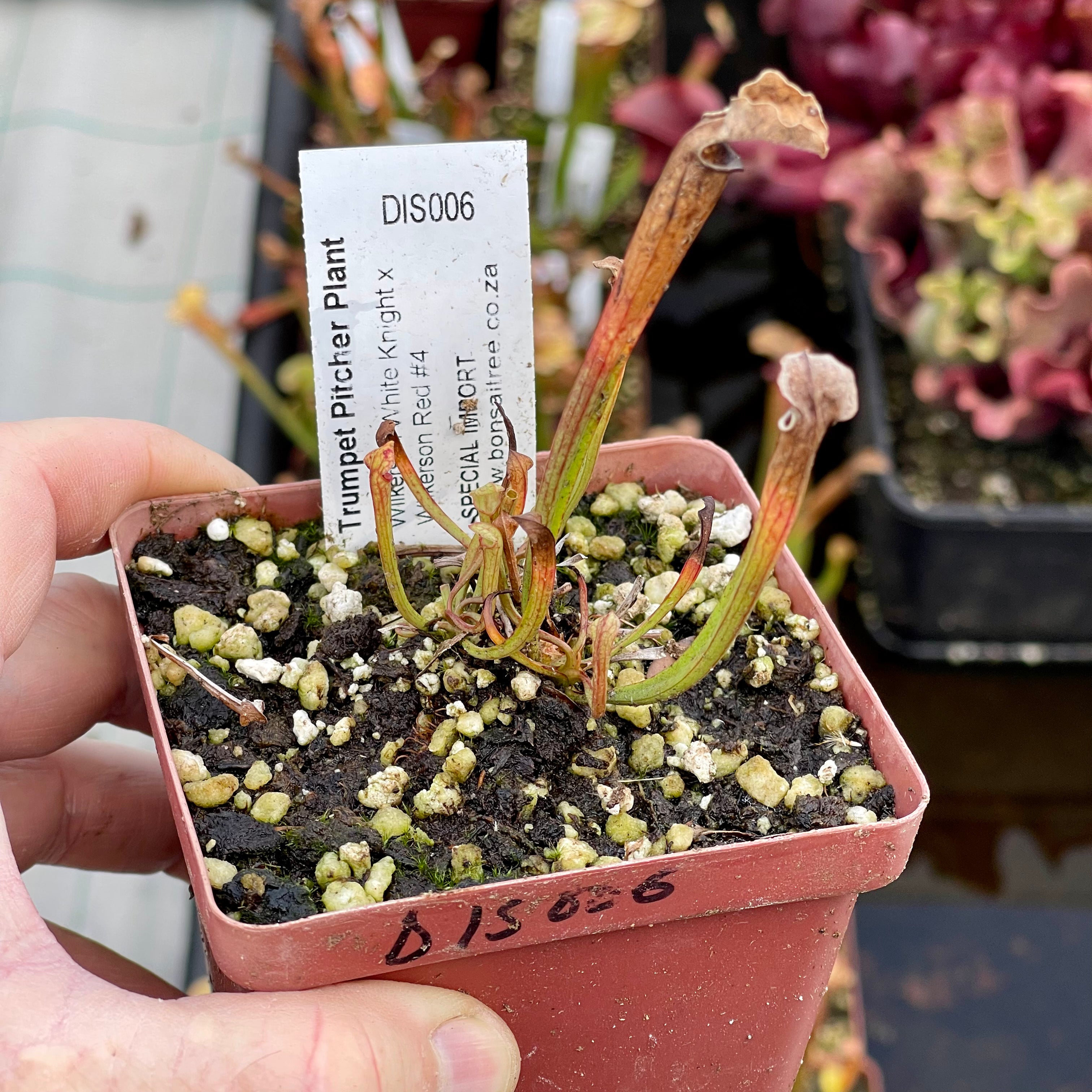 Trumpet Pitcher, Sarracenia 'Wilkerson White Knight x Wilkerson Red #4.' Special Import. by Sarracenia