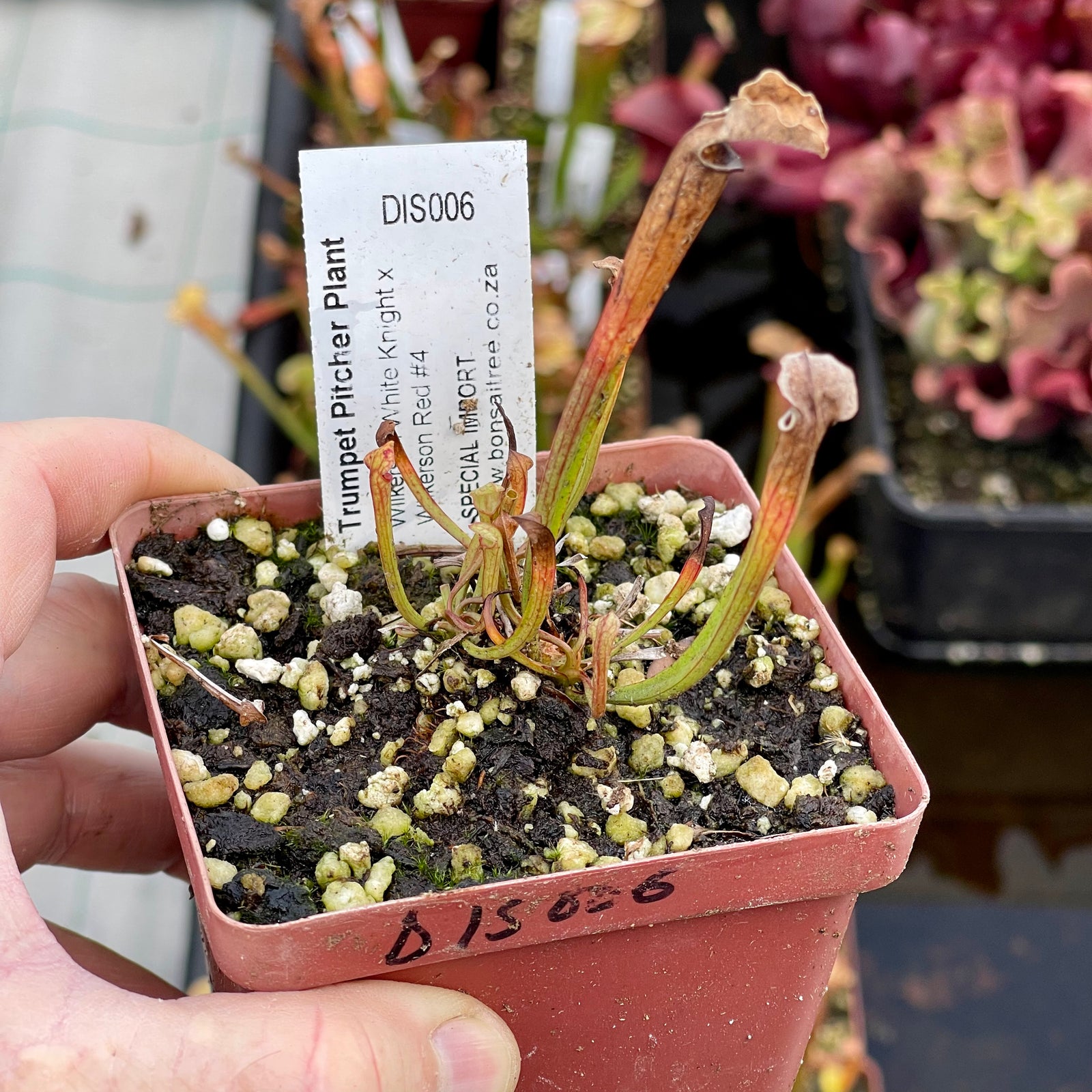 Trumpet Pitcher, Sarracenia 'Wilkerson White Knight x Wilkerson Red #4.' Special Import. -   - Carnivorous Plant